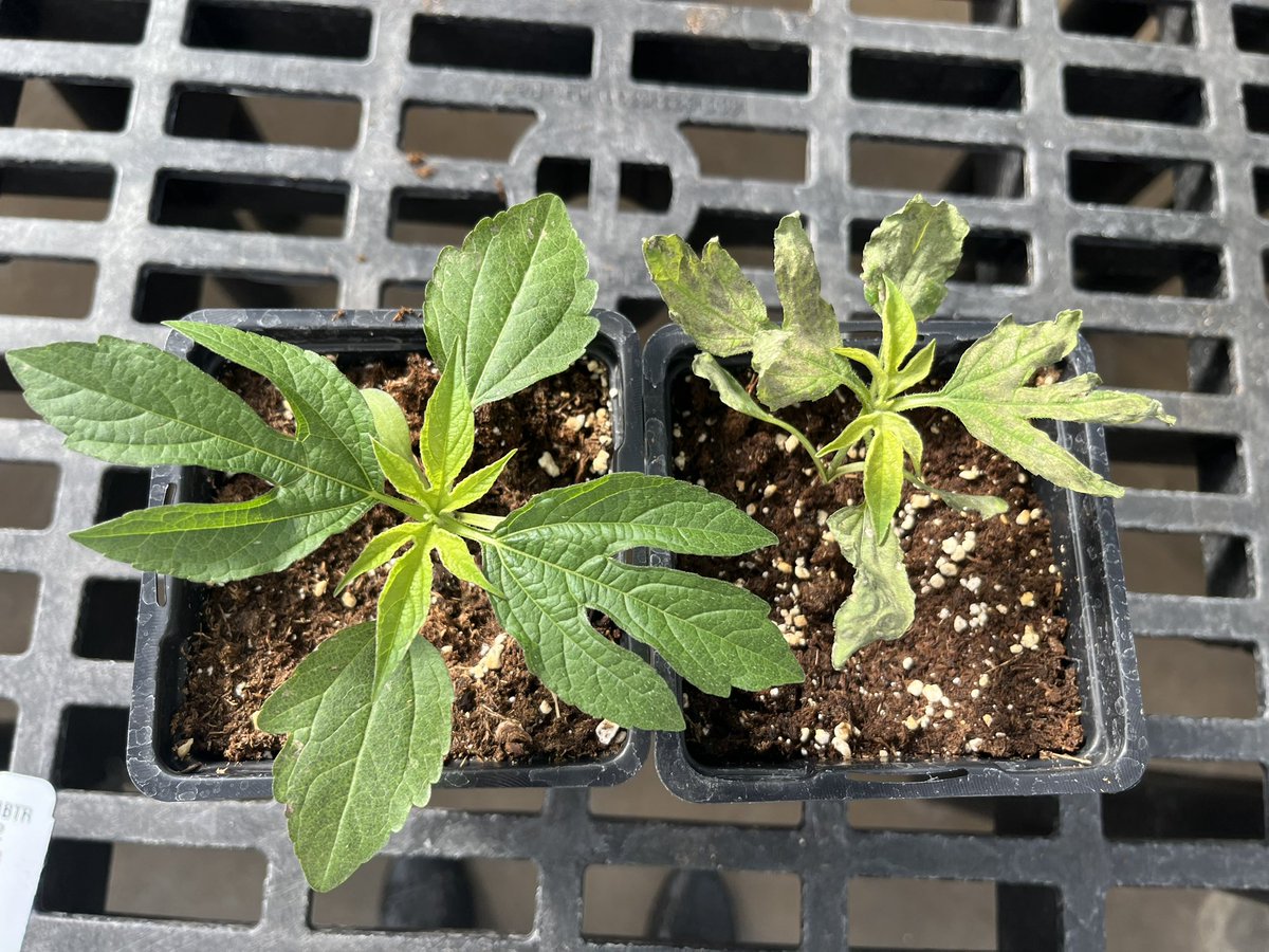 weedsciencenerd's tweet photo. It’s been 2 days since the giant ragweed (Ambrosia trifida) on the right was sprayed with glyphosate and already I can tell it’s resistant…rapid necrotic response or rapid response happening here! Cool/not cool 😎 @MSUDiagnostics https://t.co/pDnGkgb1Sv