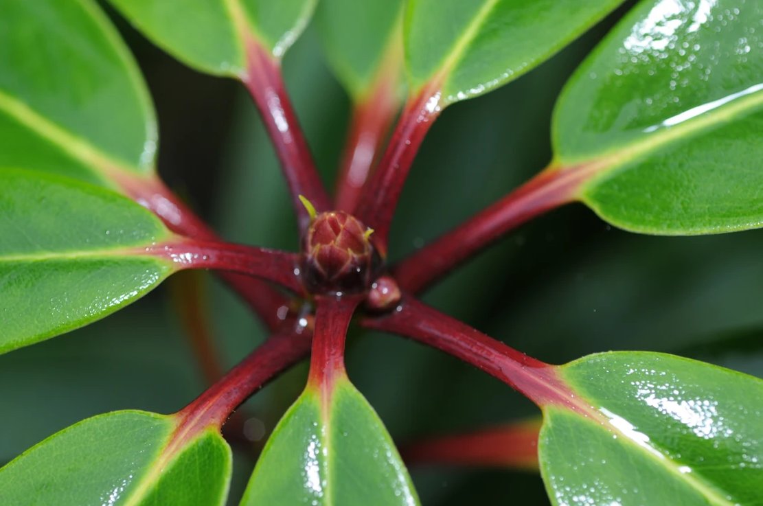 The first spring rhododendron have arrived, including a selection of species varieties from Chimacum Woods. 
skynursery.com/information-li…