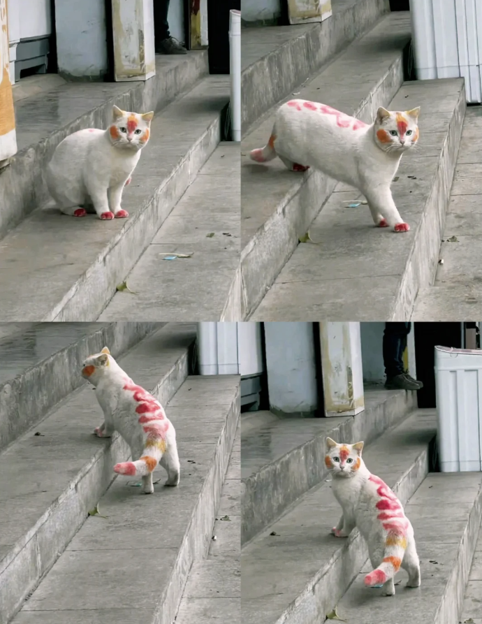 orchid grass (@markgacer_23) on Twitter photo 