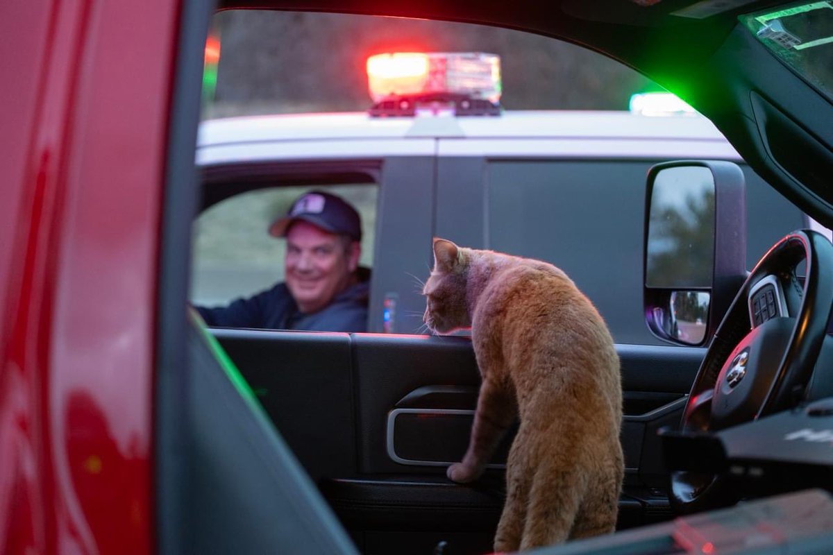 SouthMetroPIO's tweet photo. He got in the back of an ambulance, but Paramedic Firefighters had more medical training and the patient didn’t need feline support. His next idea was to drive the ambulance to the hospital, and while the Chief did enjoy that suggestion, driving probably wasn’t the best idea either.