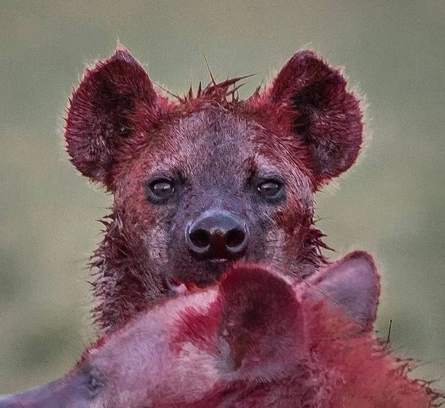 #bg3qotd if your tav/durge was an animal, what would they be?

realized this only recently, but Marrow is definitely a hungry bloody hyena. with the sweetest toothy smile