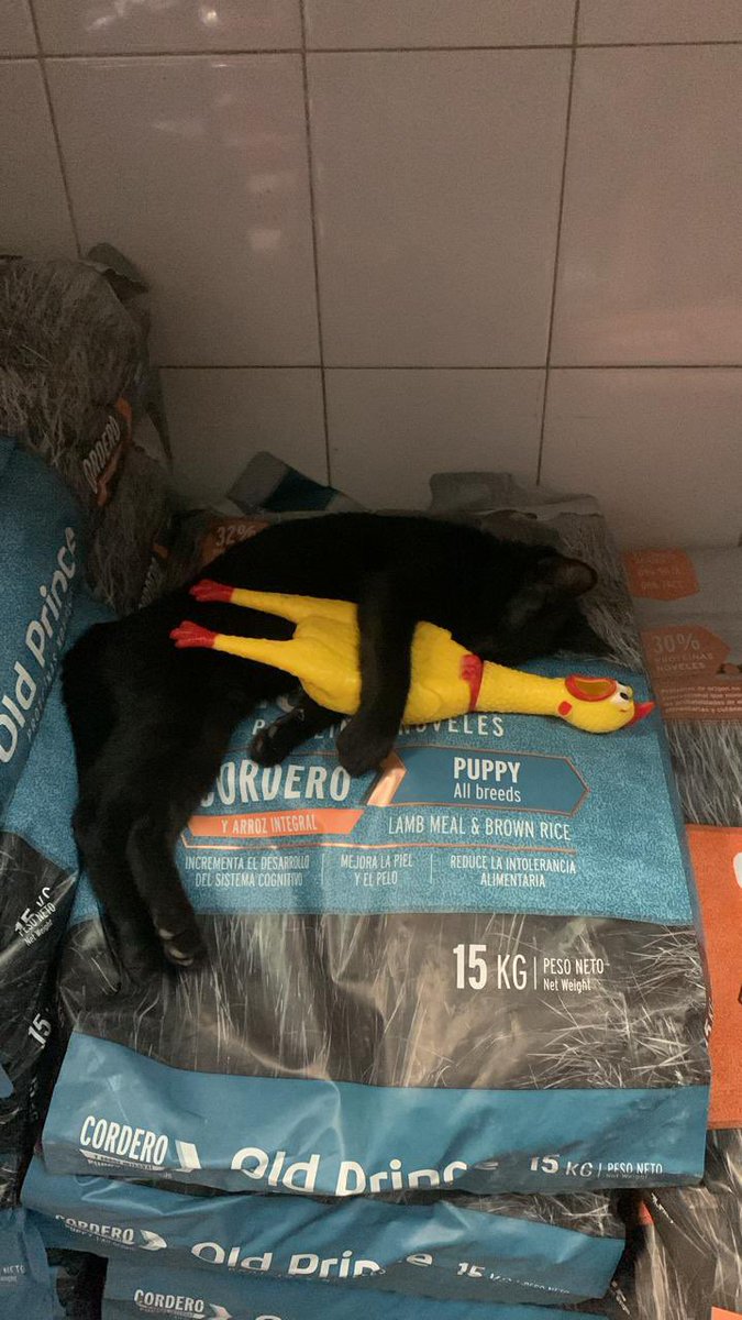 roci ⭐️🦑 tweet media