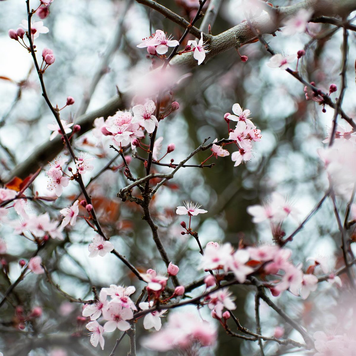 Flower Fun Fact: there's a Japanese term reserved for flower viewing! 'Hanami' is the practice of viewing cherry blossoms or having a picnic party under the trees. 

Luckily, Hanami is easy to do in Victoria with our thousands of cherry &amp; plum blossoms. 🌸💮

📸: Mariel Maraña