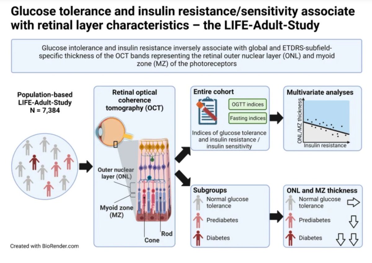 DiabetologiaJnl's tweet photo. Impaired glucose homeostasis associates with thinning of the #OCT bands of retinal outer nuclear layer and photoreceptor myoid zone. @EyeRauscher @MengyuLearner @UniLeipzig @UKL_Leipzig @HMSeye @MassEyeAndEar https://t.co/MUSuFiC5Gk 🔓 https://t.co/MfxbosDmbv