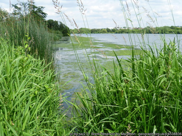 🦆@LNHSoc London Bird Club to Brent Reservoir with Andrew Peel🦉 On Sunday 10 March 2024 10:00am-11:30am Looking for wildfowl, late winter visitors (Bullfinch possible) and early summer migrants. More info @ lnhs.org.uk/index.php/acti…