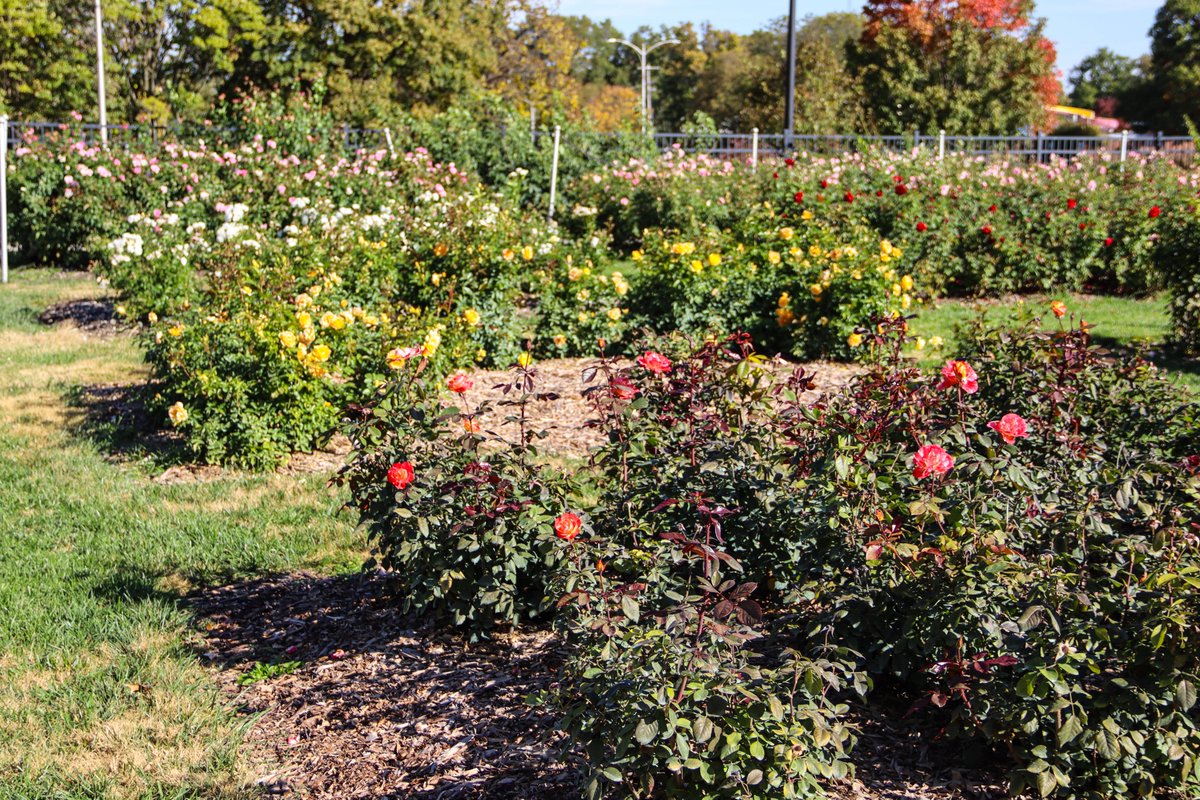 Stephen Garone (@stephengarone) on Twitter photo Reinisch Rose Garden in Gage Park in #Topeka, #Kansas, is one of the world's most beautiful #rose #gardens. Read more at stephentravels.com/top5/rose-gard… <a href="/SnCoParksRec/">Shawnee County Parks + Recreation</a> 🇺🇸🌹 Reinisch Rose Garden in Gage Park in #Topeka, #Kansas, is one of the world's most beautiful #rose #gardens. Read more at stephentravels.com/top5/rose-gard… <a href="/SnCoParksRec/">Shawnee County Parks + Recreation</a> 🇺🇸🌹