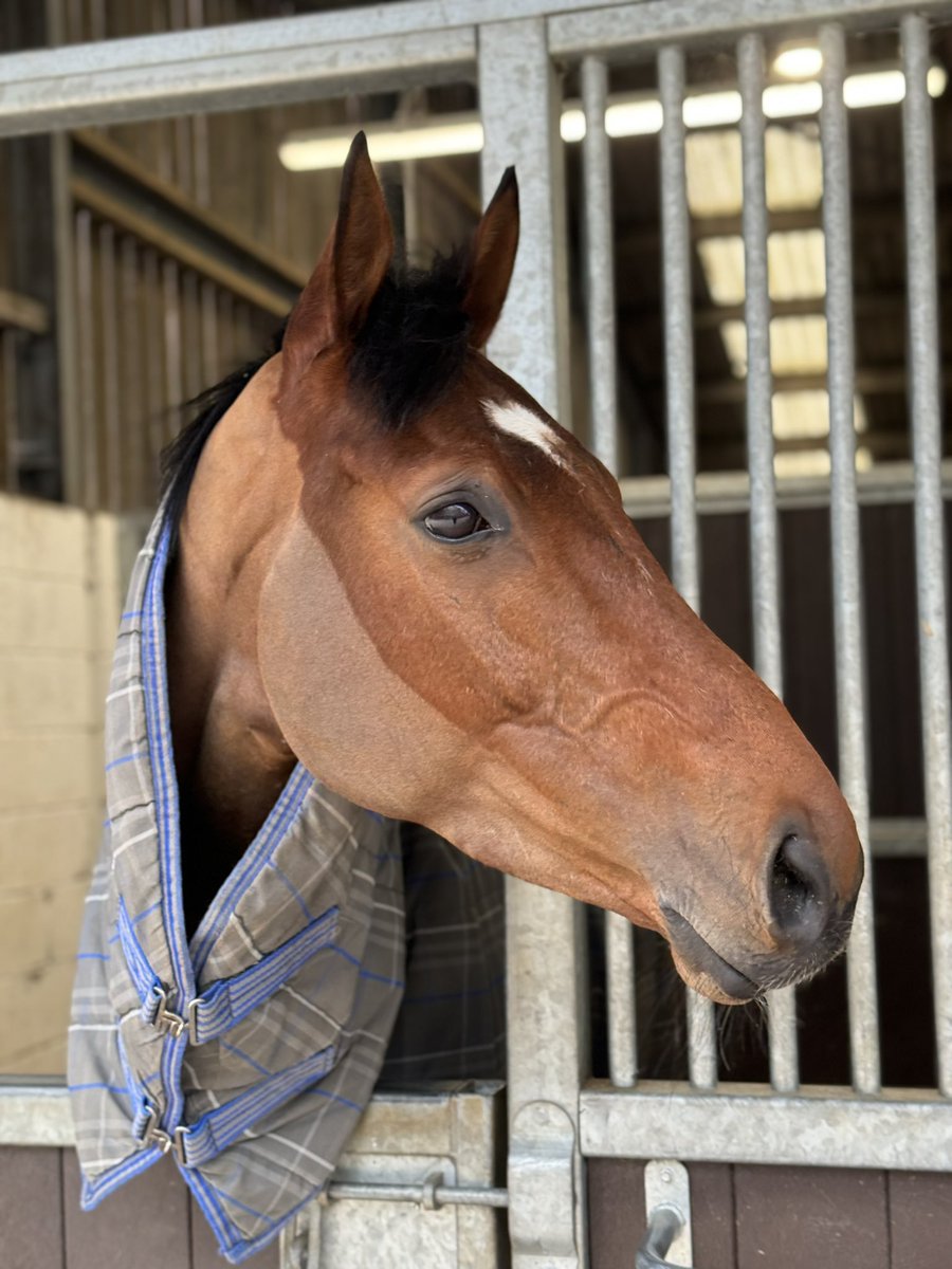 Flying visit to the yard this afternoon to see @Tripoliflyer - fighting fit and ready for @CheltenhamRaces 🤞🙏👍