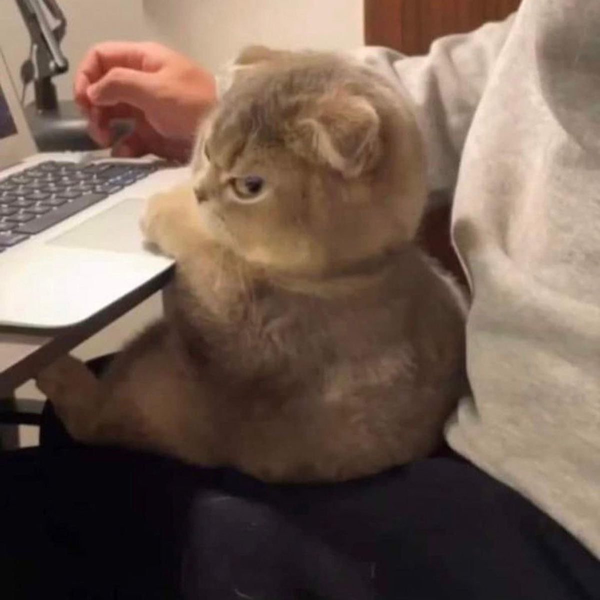 Kedi olsaydım kesin bu olurdum