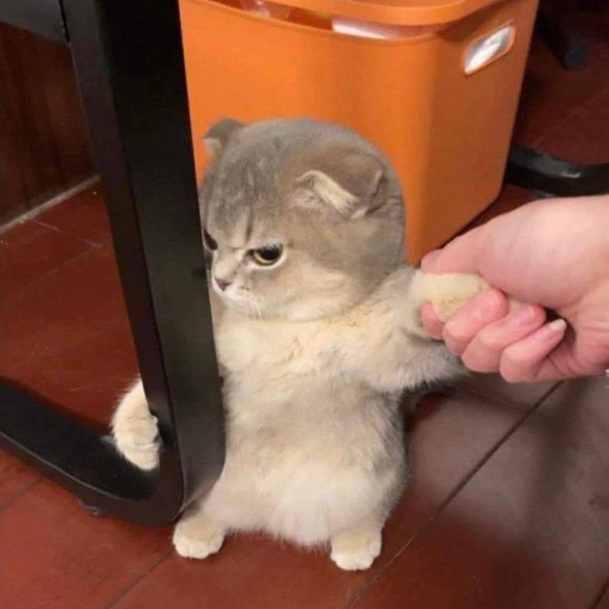 ulanburki's tweet photo. Kedi olsaydım kesin bu olurdum https://t.co/CG01Cb5SBn