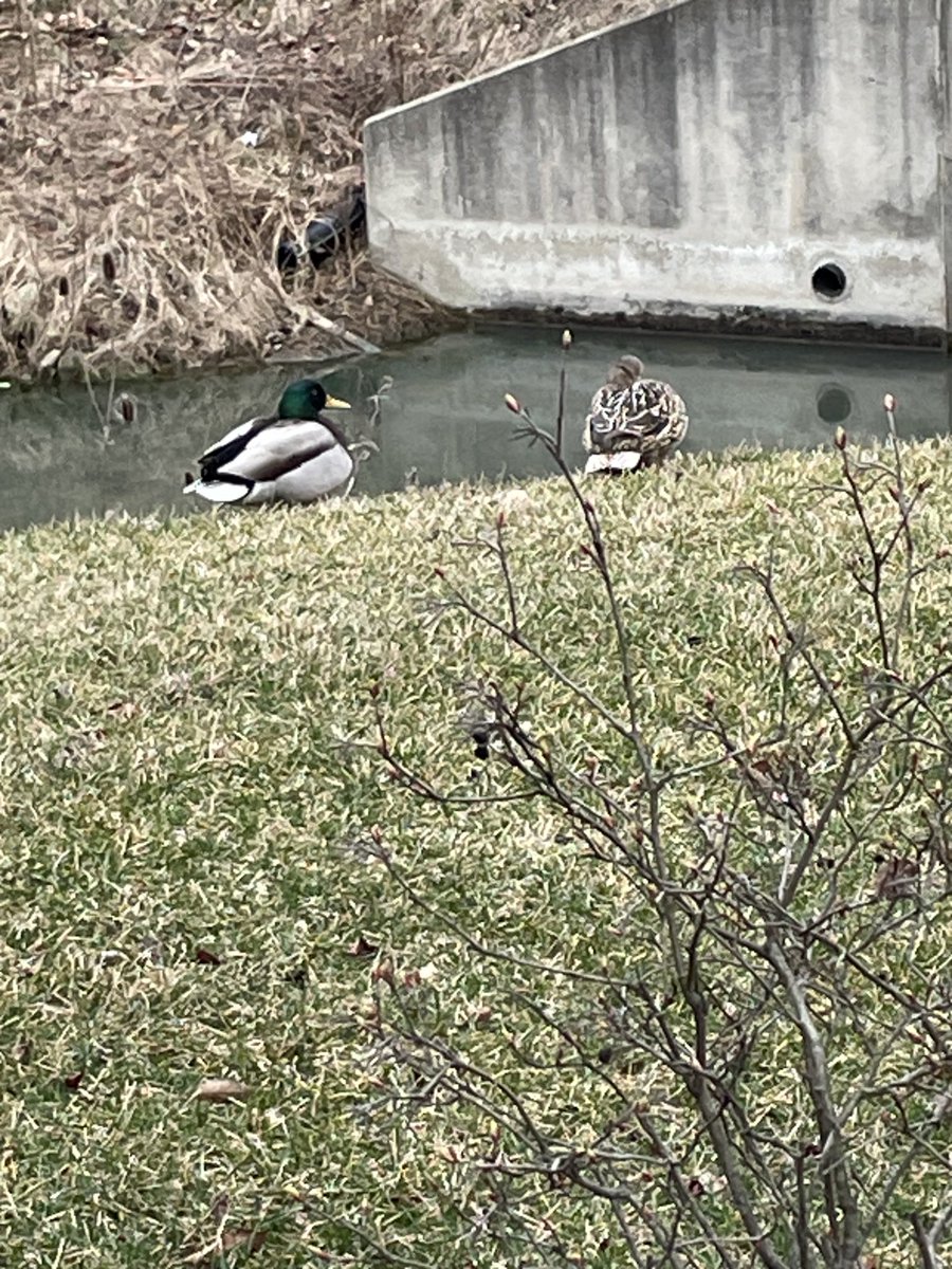 outmybackdoor7's tweet photo. My #mated #pair of #mallard #ducks outside my house early this morning.  I was leaving for a doctor’s appointment but had to grab a quick shot!  #greenery #grass #pondlife #wild #wildducks #nature #lovingcouple #home #ohio #love #foreverlove #outmybackdoorbydenise https://t.co/jGYtVbx8tS
