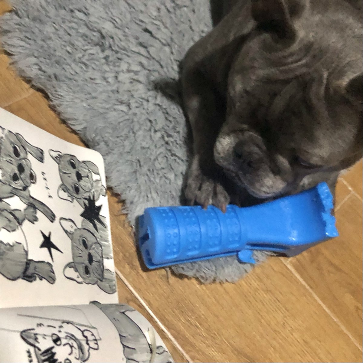 jyuucie's tweet photo. drew my dog do u think he likes it https://t.co/JiQ7kivFLq