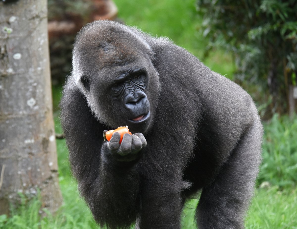 RotterdamZoo's tweet photo. Zoals eerder aangekondigd gaan de gorilla’s weg uit Blijdorp. Eind vorig jaar verhuisde Aybo, begin volgende week is de beurt aan Tamani en haar jongen Tonka en Thabo. Op advies van de stamboekhouder krijgen de drie een nieuw thuis in Zuid-Italië. https://t.co/wFCBorYhlz