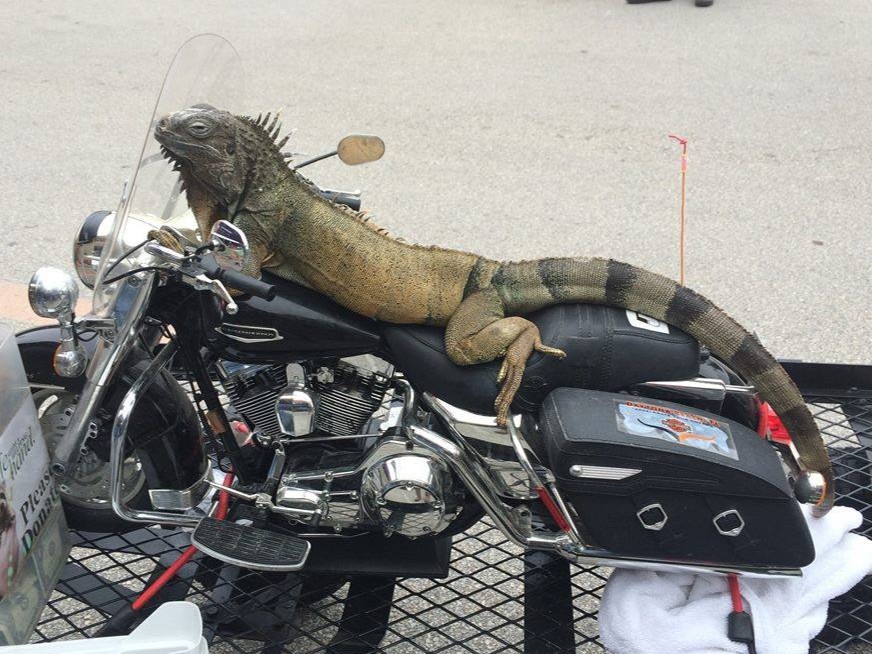 Foremost's tweet photo. Even animals ride in style at Daytona Bike Week!
#ForemostVirtualMotorcycleRally #DaytonaBikeWeek https://t.co/ZnuLEuLUMH