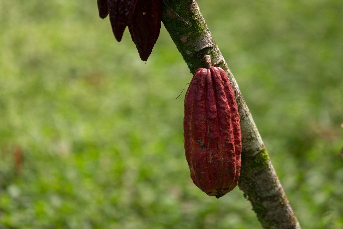 UPRAColombia's tweet photo. 🍫☕️Te invitamos a participar 👩🏽‍🌾🧑🏽‍🌾, del 7 al 15 de marzo, en la construcción colectiva del Plan de Ordenamiento Productivo de la Cadena de #CacaoDeColombia y su Agroindustria, con aportes y comentarios, en los documentos dispuestos en el siguiente link 📲 https://t.co/BXXS59jM2A https://t.co/qDZkCg5w6m