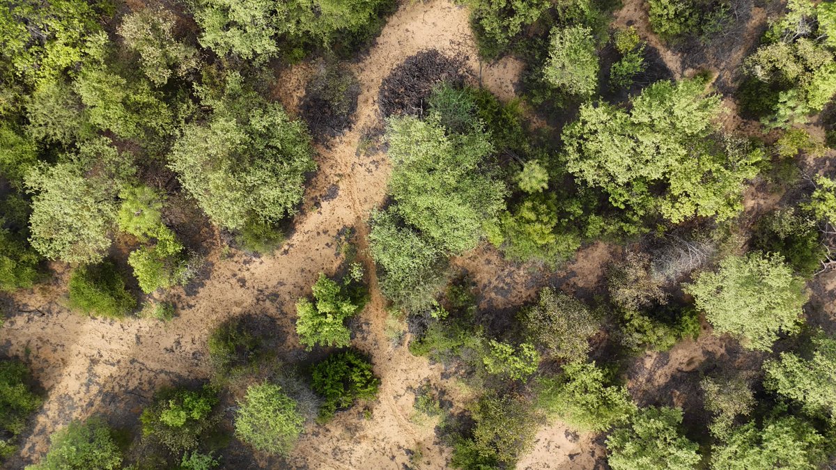 symposium_bw's tweet photo. Call for Abstracts.
5th Biodiversity Symposium this May in Kasane.

https://t.co/ukfsb4FjPW https://t.co/UsZzKRFTts