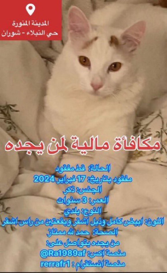 missingpetscare's tweet photo. مكافأة مالية لمن يجده

تحديث
الحالة: #قط_مفقود 
مفقود بتاريخ: 17 فبراير 2024
#المدينة_المنورة 
المكان: حي النبلاء / شوران
الجنس: ذكر
العمر: 3 سنوات 
النوع: بلدي
اللون: ابيض كامل وذيل اشقر وبقعتين من راس اشقر 
الصحة:  حمد لله ممتاز 
من يجده يتواصل على:  
منصة اكس: @Ra1989af 
منصة انستقرام : rerrafr1

#قطط_الشارع #قطط_المدينة #قط_مفقود #قطط_مفقوده #قطط #قطط_الرياض_المفقودة 
@lostnfound_sa  @aad_fs @Candle310 @Bnota1886 @Hneen_neen @Lamia1408 @resqueingcats @rahmah_lost @abulwaleed2009 @kitatelmadina @cat_madinah @Karbasha_ma @TIT6Be3e8CSpJgO