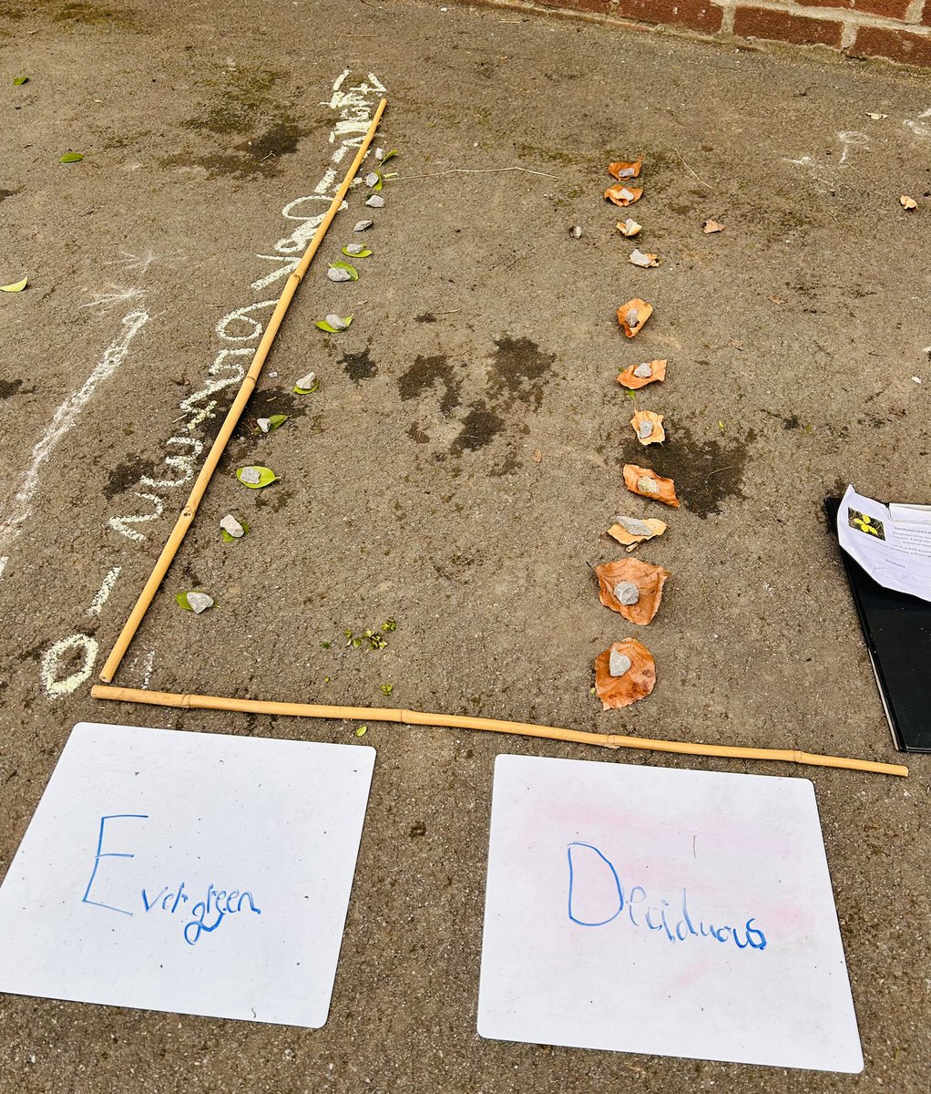 Combining science and maths today with Year 2 <a href="/simonsideschool/">Simonside Primary</a>  We looked at how many different deciduous and evergreen trees were growing in their school grounds and kept a tally. Then made some graphs to show our results. 🍁🌲 #science #mathsoutdoors