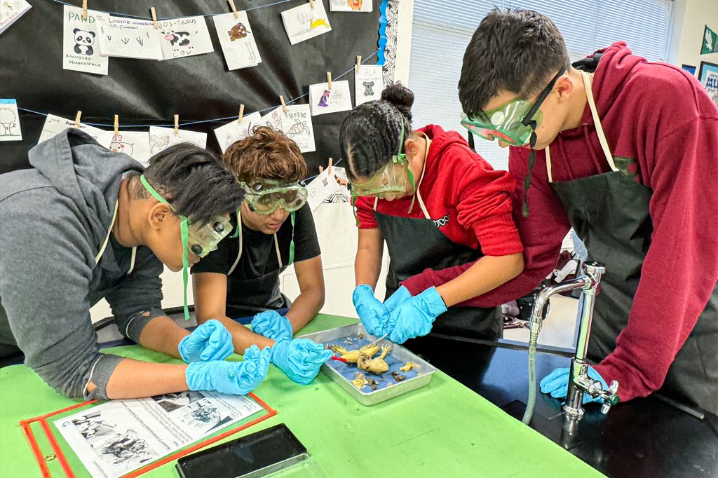 SebringJen's tweet photo. @ScogginsMS dissected frogs today and @lexiechap demonstrated some beautiful and effective process differentiation by pairing very complimentary groups! The teamwork and enthusiasm was energizing! We definitely have some future scientists and teachers soaring our halls!! https://t.co/NF7TXNoRLb