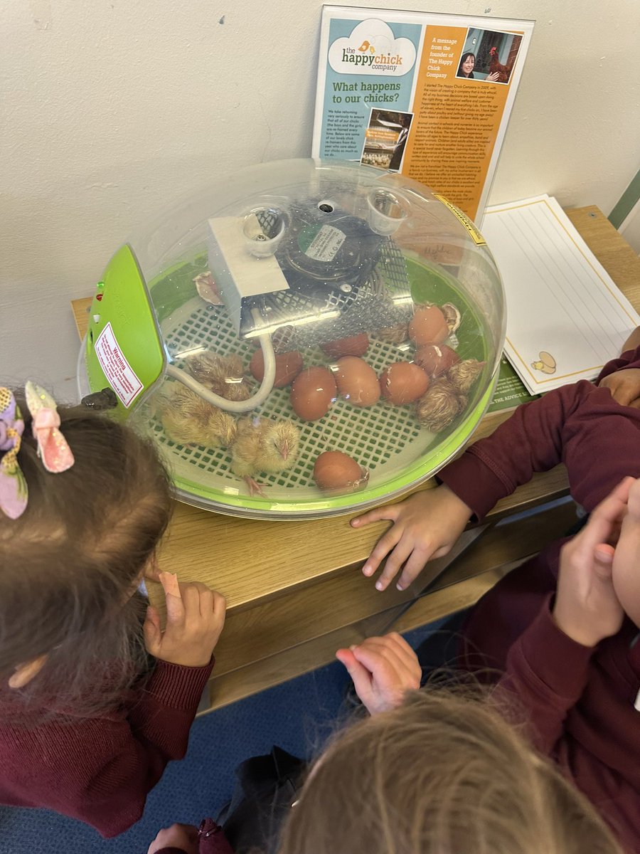 St Thomas More Catholic Academy Leicester (@stmleicester) on Twitter photo The chicks have arrived! Our Foundation children have been taking great care of their new friends The chicks have arrived! Our Foundation children have been taking great care of their new friends