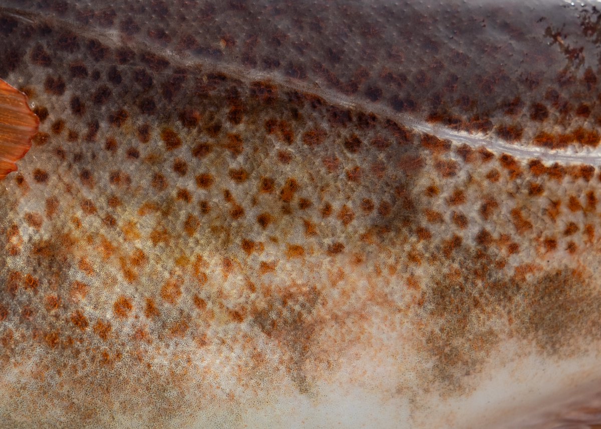 I am hiring a postdoc to analyze passive acoustics data in coastal Gulf of Maine + collaborate with a broad team to link data to other estimates of marine biodiversity. Scholar would also work with PhD student quantifying Atlantic cod movements + diets. jobs.usnh.edu/postings/60061