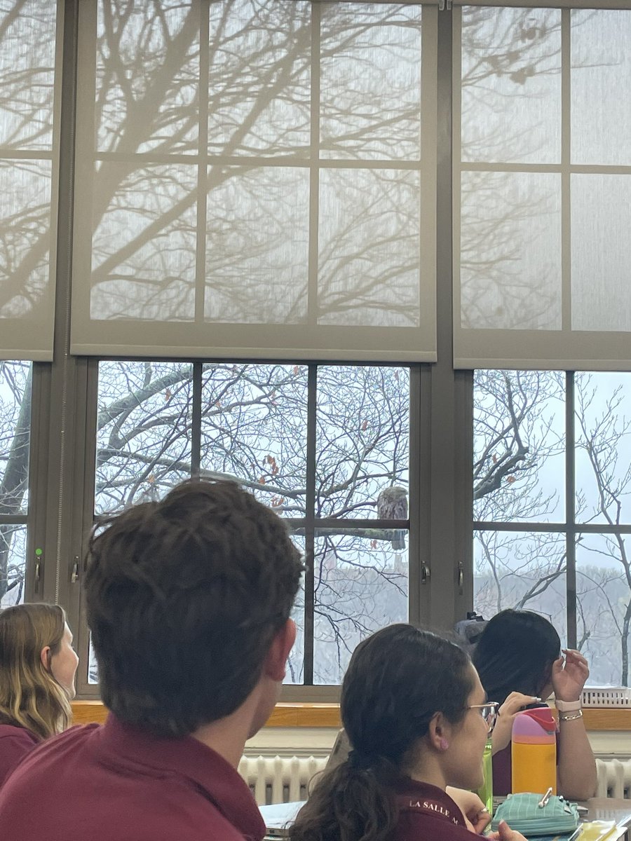 bearessentials's tweet photo. My daughter is texting pics of the “visitor” sitting outside her LSA classroom right now: not sure what he is,  a hawk maybe? https://t.co/z1KGdJZkaW