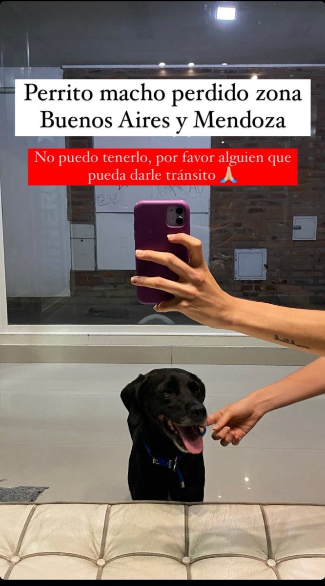 delfispeerli's tweet photo. 📍ROSARIO
PERRITO PERDIDO EN ZONA BUENOS AIRES Y MENDOZA.
LLEVABA COLLAR AZUL
POR FAVOR SE BUSCA TRÁNSITO URGENTE!!! https://t.co/Pa0S8nHkvG