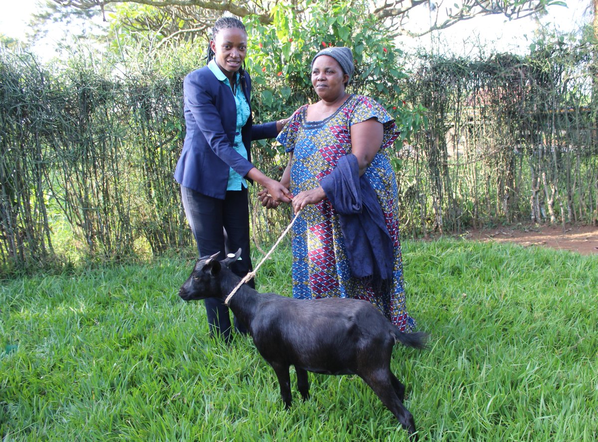 Today, we distributed goats to our project participants in Kayonza district so that they can have access to manure and improve productivity.
#FoodSecurity #ConservationAgriculture #SmallholderFarmer