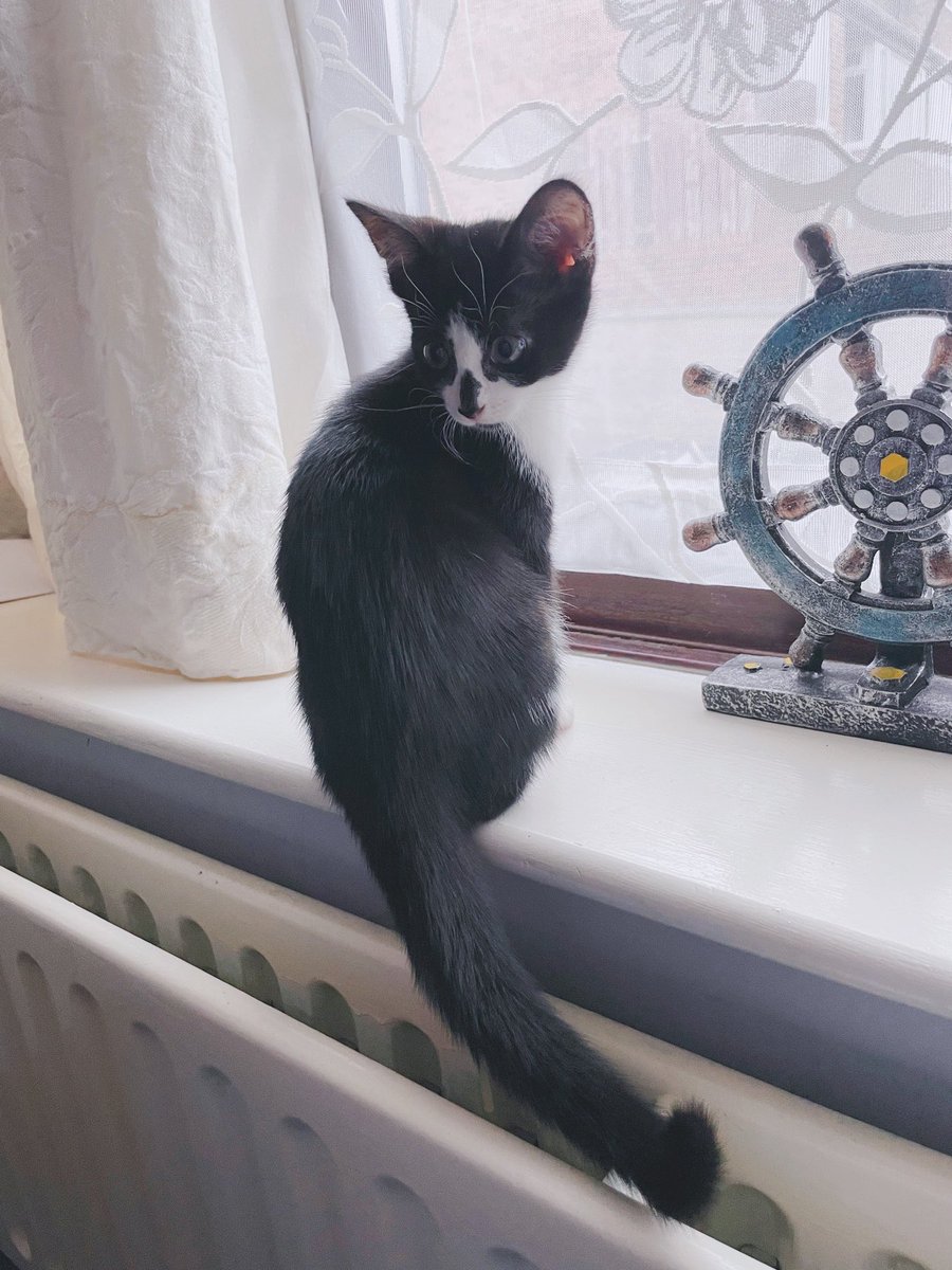 RabbitonBooks tweet media