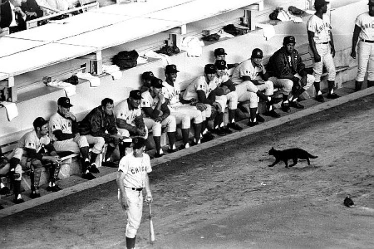 A black cat runs in front of the Cubs dugout at Shea Stadium, 1969