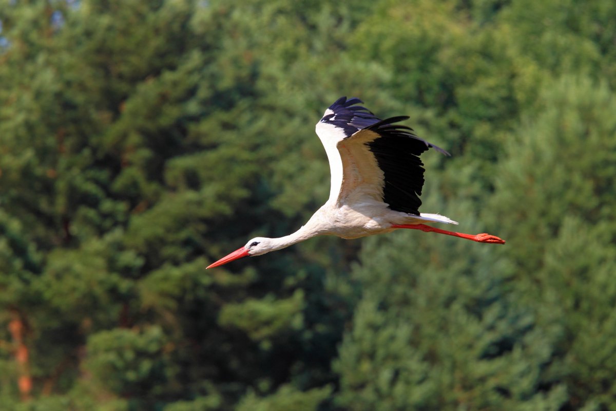 Migrating birds may seem to be following instinct, but also learn and experiment. A study followed 258 white storks and found that young storks tried out alternate migration routes, whereas old storks were faithful to established routes. In PNAS: ow.ly/JMbi50QNzo1