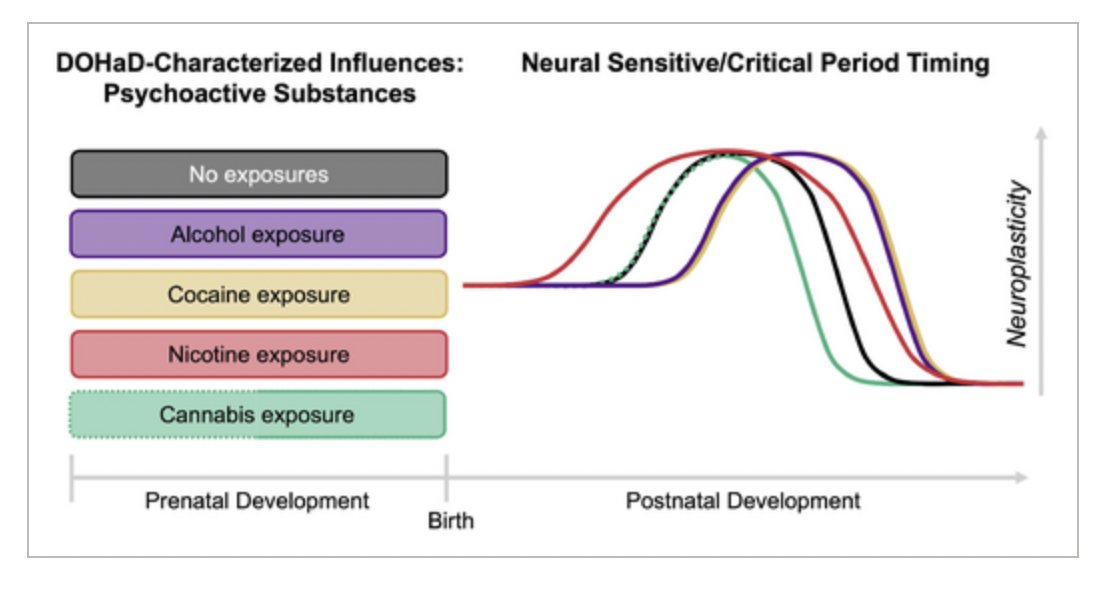 Emma integrates non-human animal model and human literature in this framework, see below for example of how different prenatal substance exposures can shift sensitive/critical periods postnatally!