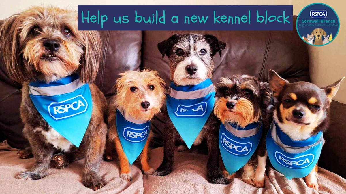Exciting news! 🎉 Our new kennel build is underway! Seeking pledges for our @crowdfunderuk campaign. Every contribution counts! 🐾 Let's build a brighter future for our #furryfriends 💕🐕 #NewKennelBuild #Fundraising #DonateNow #BuildingForBetterFuture ow.ly/BMfy50QNyPs