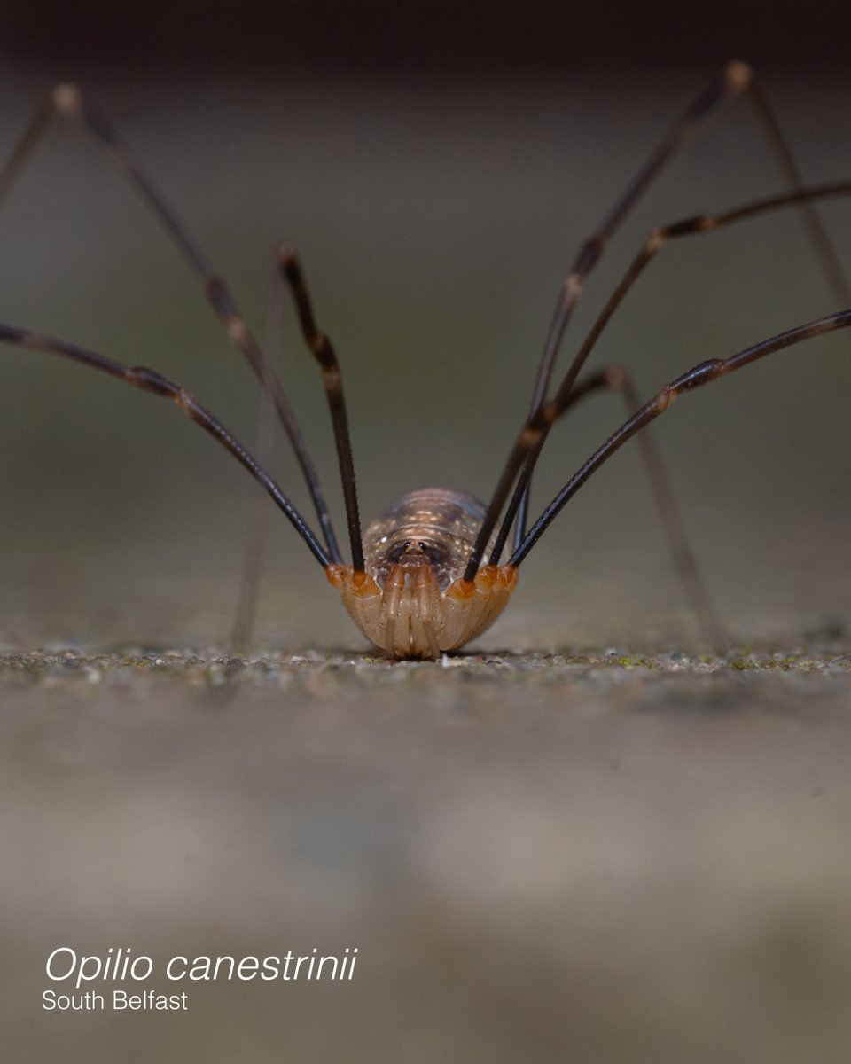Urban Non-Natives:
Many non-native Harvestmen often reside in urban areas (gardens & their walls) and do well here. Opilio canestrinii is one such species which may have been introduced as eggs via the horticulture trade. #OurOpiliones
