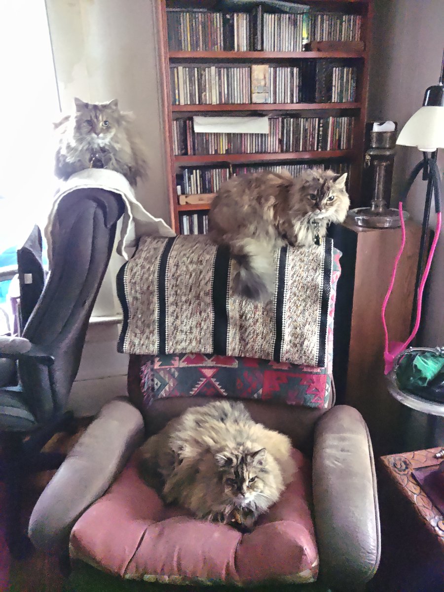 JurassicQueer's tweet photo. @artiomboy And at 70+, Wilbur the Patch Bear is twice your age and has stopped a bullet as well as traveled the world a few times. Not to mention the 5 #CatComforters and other stuffed animals that sleep with me whenever. https://t.co/hjZRuqDNMy