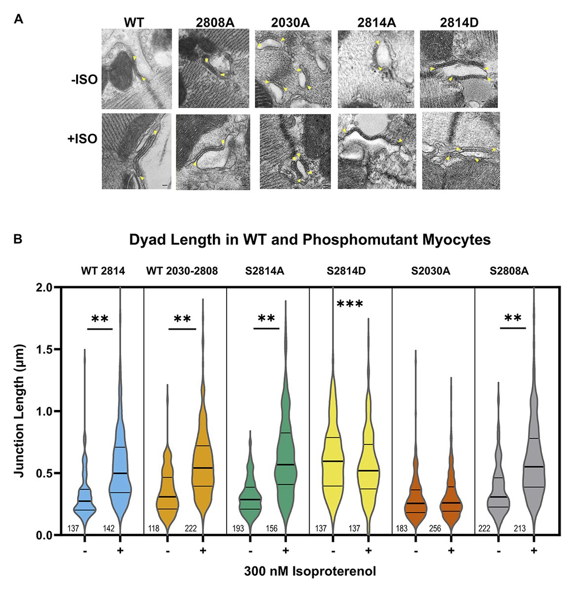 JGenPhysiol's tweet photo. Image shows dyad lengths. Asghari, Moore @UBCcps et al. show that phosphorylation of RyR2 simultaneously expands the dyad and rearranges the tetramers. https://t.co/S2RKJs5fXY
#ECCoupling https://t.co/h2kEhsaocT