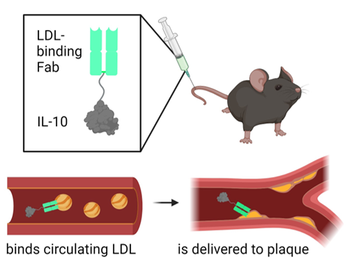 Excited to share our preprint: 'LDL-Binding IL-10 Reduces Vascular Inflammation in Atherosclerotic Mice' where we engineer an anti-inflammatory cytokine to target atherosclerotic plaques @UChicagoPME @UChi_Immunoeng biorxiv.org/content/10.110…