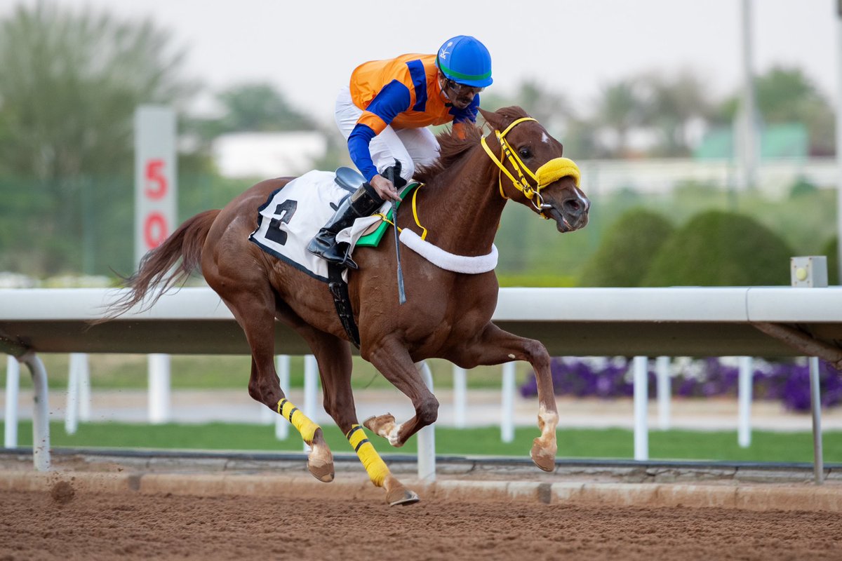 نادي سباقات الخيل tweet media