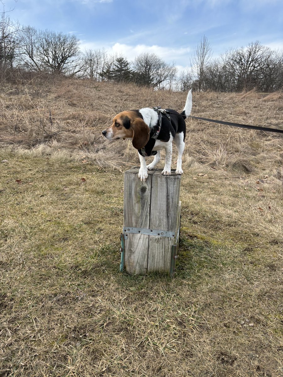 My dad and I are out on a hike at the forest preserve.☀️🐶 #beagle #dogcommunity #dogs #beautifulday #thursdaymorning #hiking #adventure #HappyDay