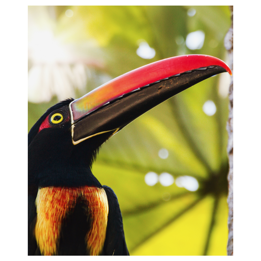 kontikiX's tweet photo. The Aracari brings a burst of color to the avian scene, with its vibrant plumage and its distinctive curved bill, adds a touch of unique style to this tropical feathered wonder. #AboveSeaLevel #SmallLuxuryHotels #BCorp https://t.co/uoNYA3LFcq
