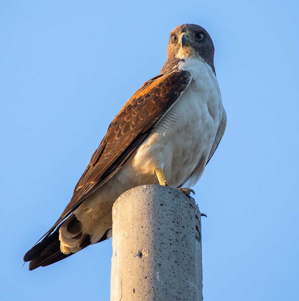 masanvas's tweet photo. An eagle near my workplace https://t.co/HFWYbkXoiZ