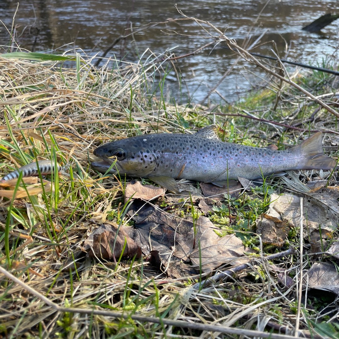 Luz_Na_Zylce's tweet photo. Nasza kolekcja tegorocznych kropasów stale się powiększa. 🥰
#wędkarstwo #fishing #angeln #fiskeri #pesca #pescare #vissen #pêche #риболовля #pescaria #luz_na_zylce #riverfishing #riverangling #troutfishing #trout #troutarea #ørred #truta #browntrout #forelle #pstrąg #форель https://t.co/4x9c9j0pcs