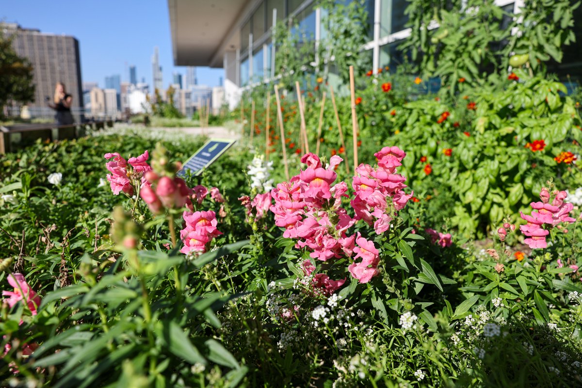 When you’ve got a green roof with a built-in garden, farm-fresh takes on a whole new meaning 💚 Have you visited the @McCormick_Place Rooftop Garden? 🌱