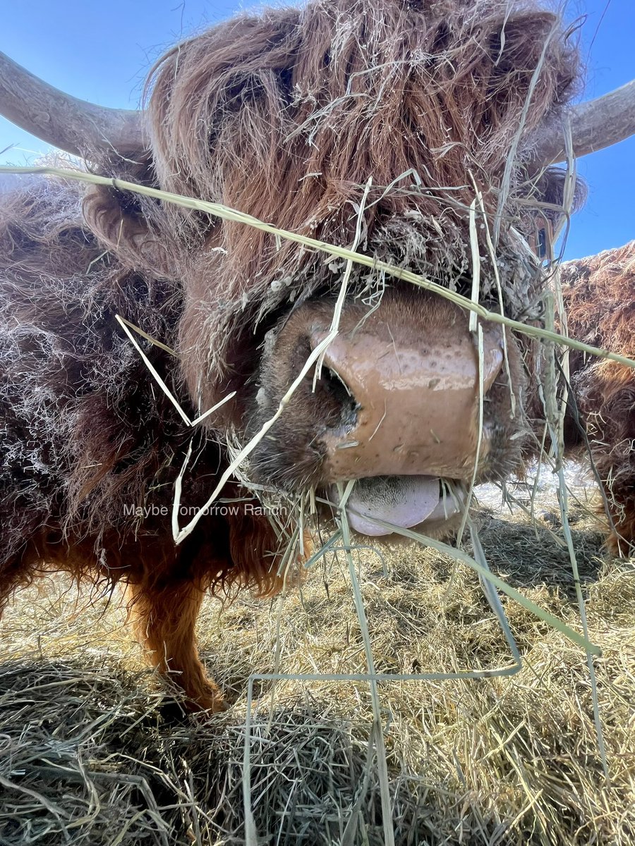 Who doesn’t like a highland close up.
#maybetomorrowranch 
#maybetomorrow #maybetomorrowhighlands #scottishhighlandcow #highlands #Alberta #albertacattle