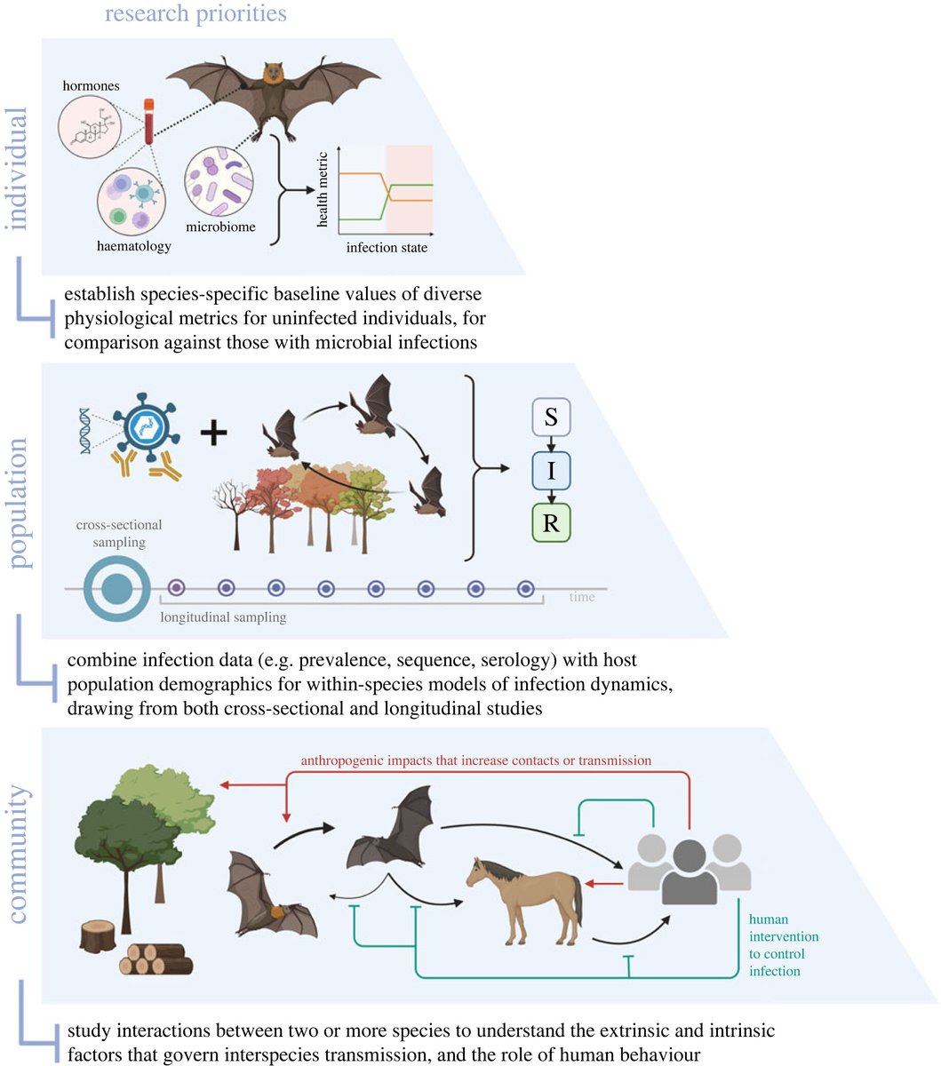 Advances in understanding #bat infection dynamics across biological scales - new #review in #ProcB ow.ly/MqZf50QNs5r #OpenAccess <a href="/klphelps/">Kendra Phelps, PhD</a> 
<a href="/hannahkfrank/">Dr. Hannah Frank</a> <a href="/Megan3Griffiths/">Megan Griffiths</a> @dev_n_jones @lunn_tamika <a href="/KelseyRMoreno/">Kelsey R. Moreno</a> <a href="/lrvqzr/">Luis Víquez-R</a> <a href="/KadingLabCSU/">KadingLaboratory</a> <a href="/WMarkotter/">WandaMarkotter</a>