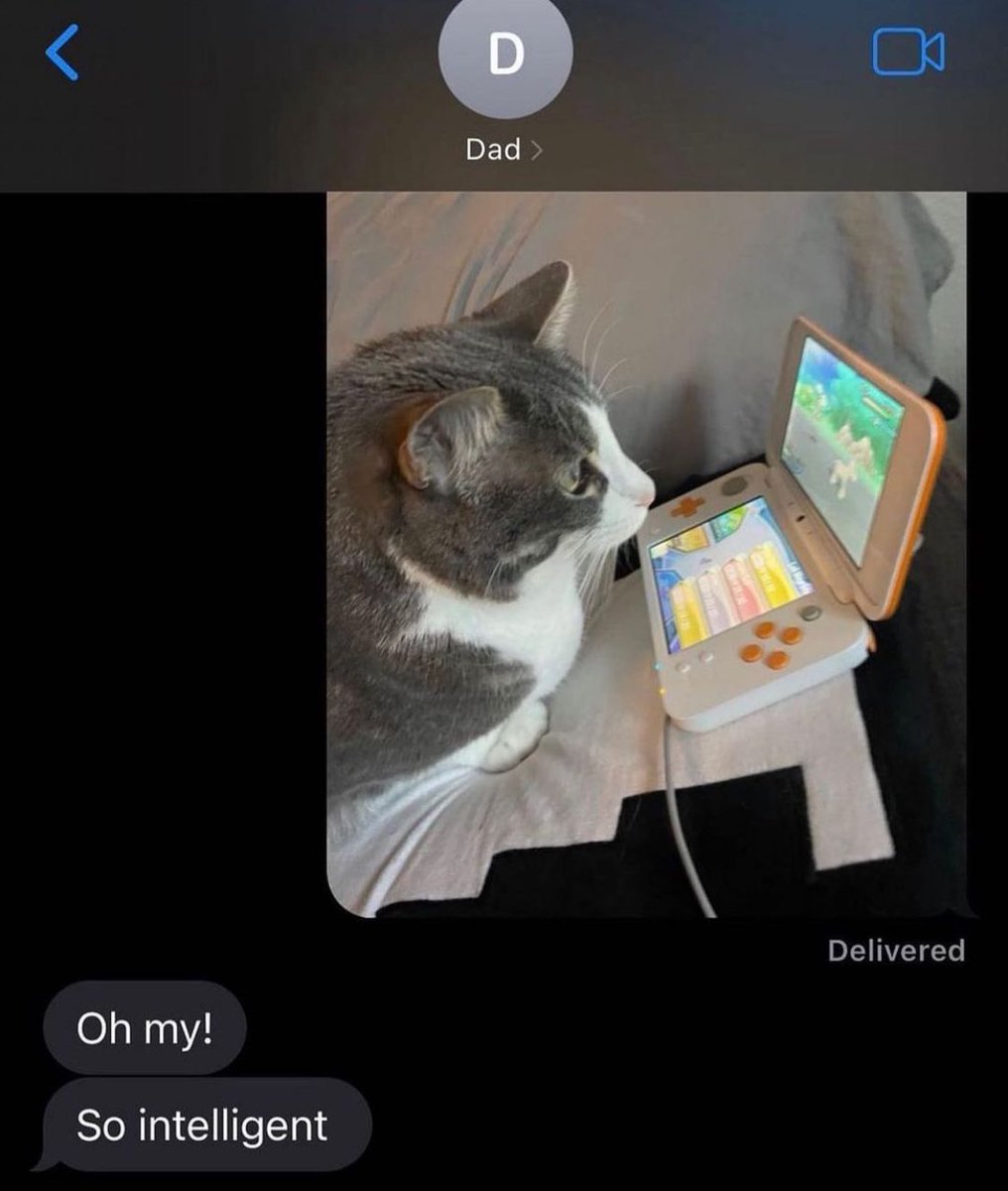 Punch Cat (@punchingcat) on Twitter photo 