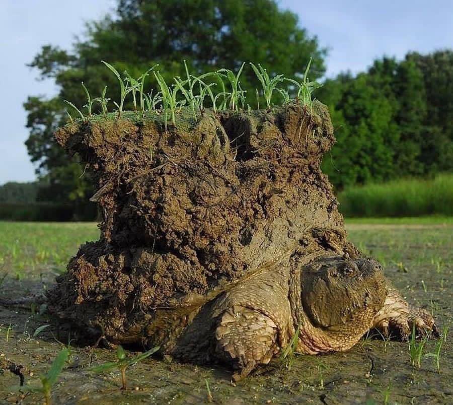 Un fascinante ejemplo de adaptación:

Esta tortuga despertó tras un periodo de dormancia donde suspende crecimiento y actividad física para conservar energía. 

La brumación, común en reptiles, es como la hibernación. Las tortugas mordedoras, como la de la foto, destacan por su