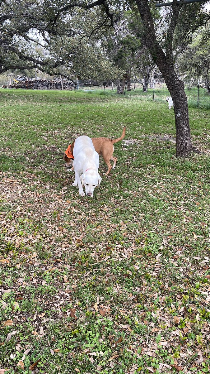 CanineRnR's tweet photo. https://t.co/swSHTqzzDO