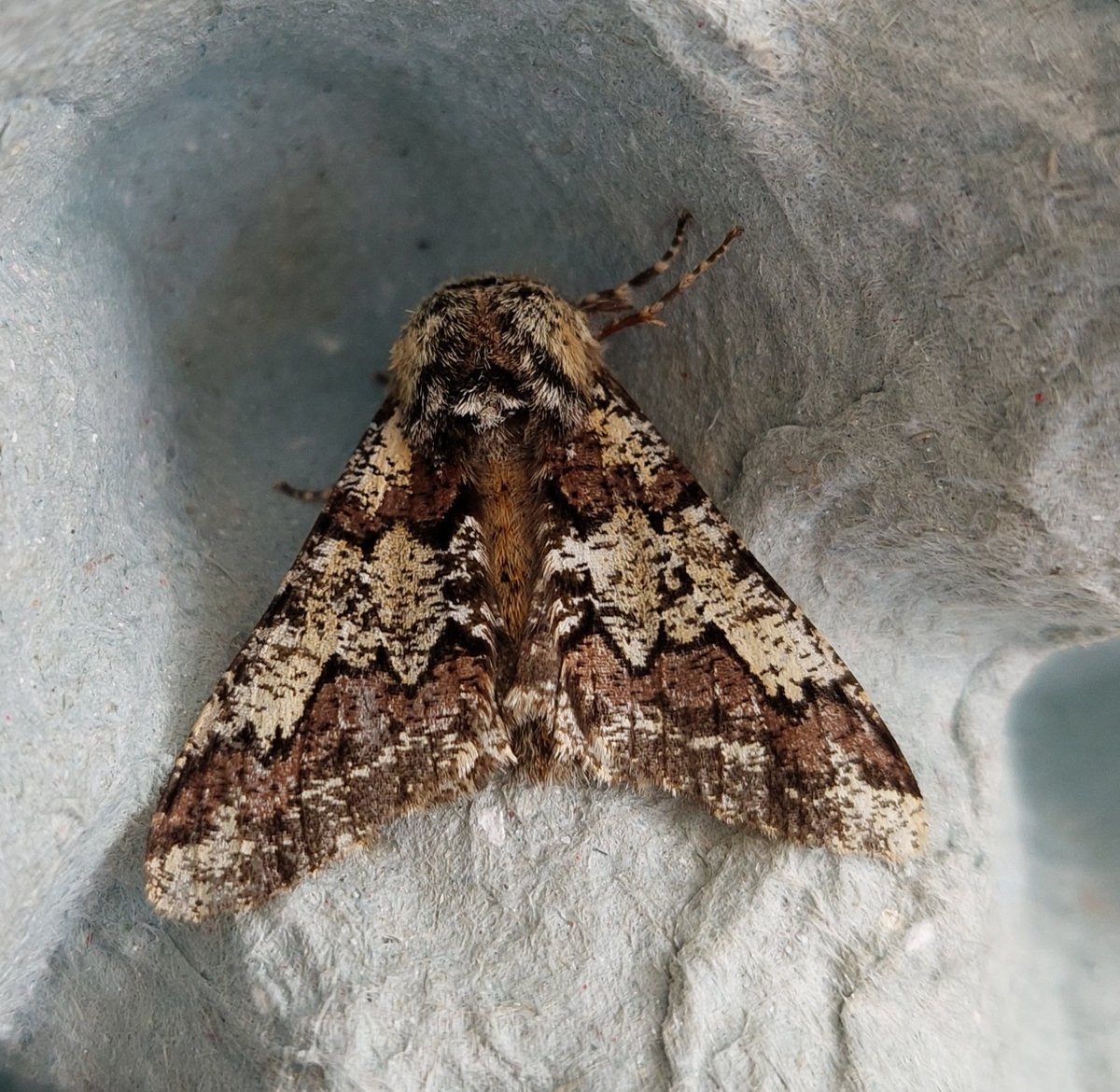 LeoPyke's tweet photo. Only started mothing late June '23, so getting a few new early species recently. Only 2 moths in last night's trap: my first Oak Beauty and 2nd March Moth. https://t.co/idtMOFIqBC