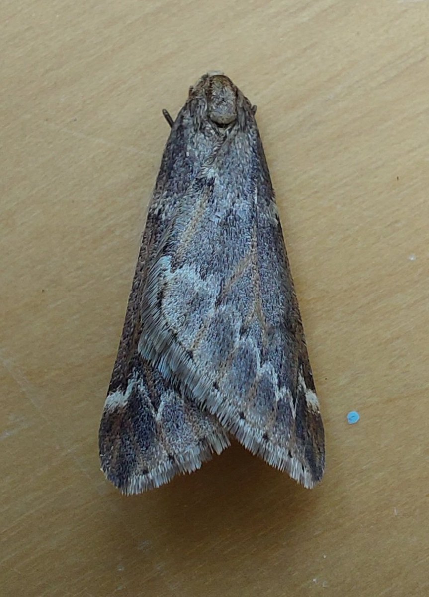 LeoPyke's tweet photo. Only started mothing late June '23, so getting a few new early species recently. Only 2 moths in last night's trap: my first Oak Beauty and 2nd March Moth. https://t.co/idtMOFIqBC