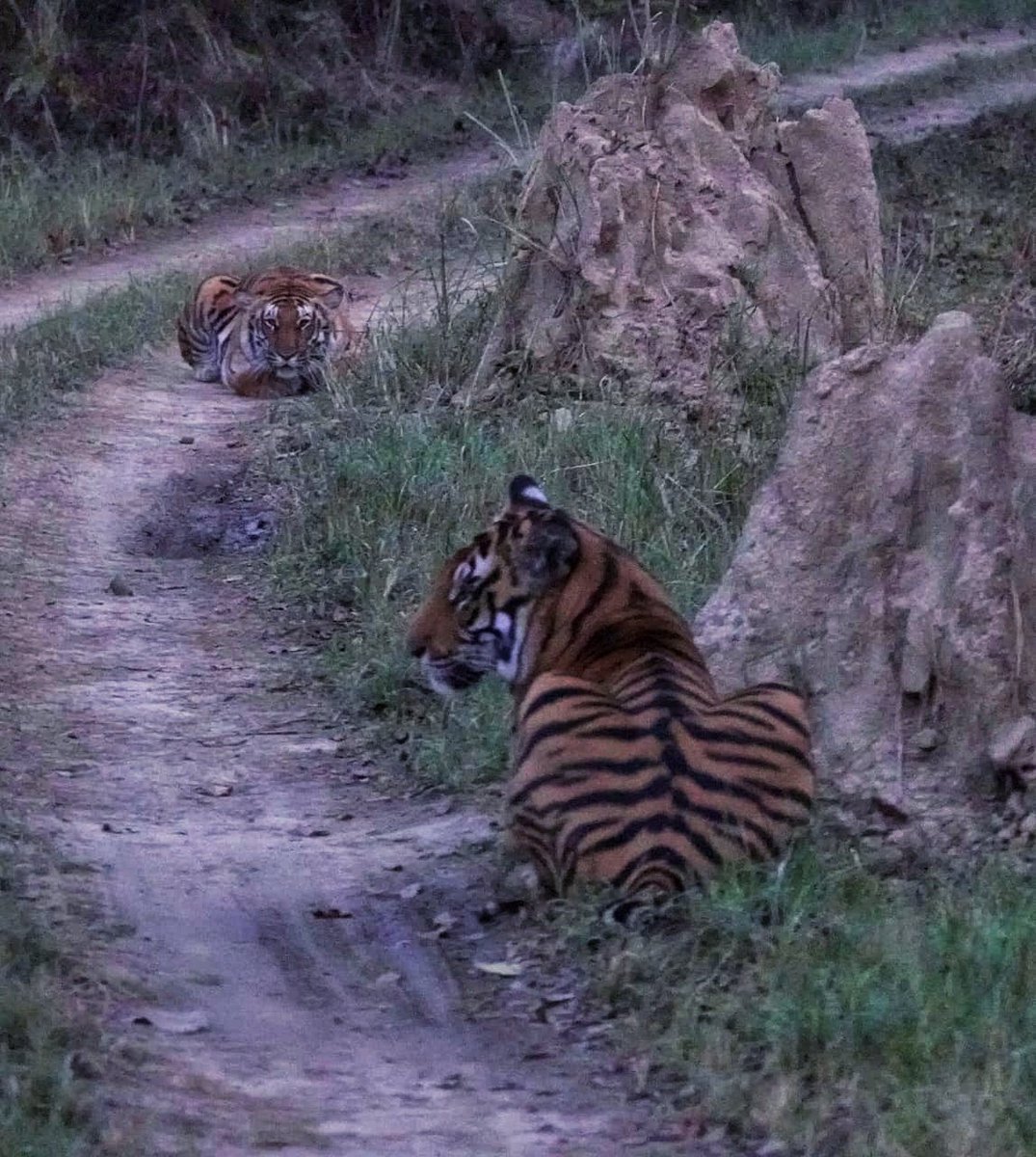 'All nature's creatures join to express nature's purpose. Somewhere in their mounting and mating, rutting and butting is the very secret of nature itself.' 

#wildlifephotography #Wilders 
@ntca_india @UpforestUp @ifs_lalit @raju2179 @NetGeoWild1 

PC- Ritesh Patel (RFO, DTR)